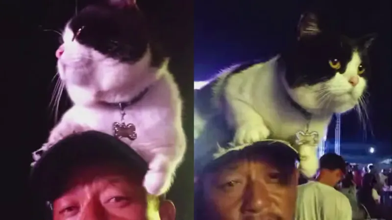
        Кот на музыкальном фестивале    
