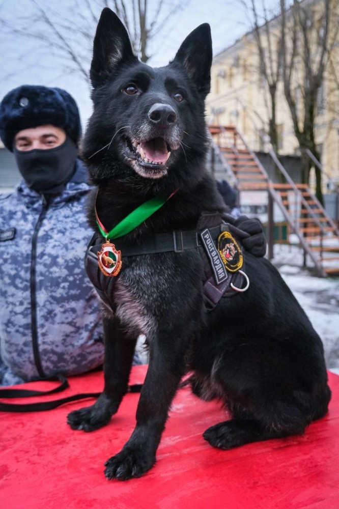 
        В Санкт-Петербурге служебную собаку впервые наградили медалью Росгвардии    