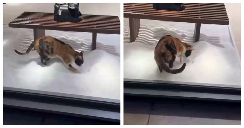 
        Кошка оценила дизайн модного бутика    