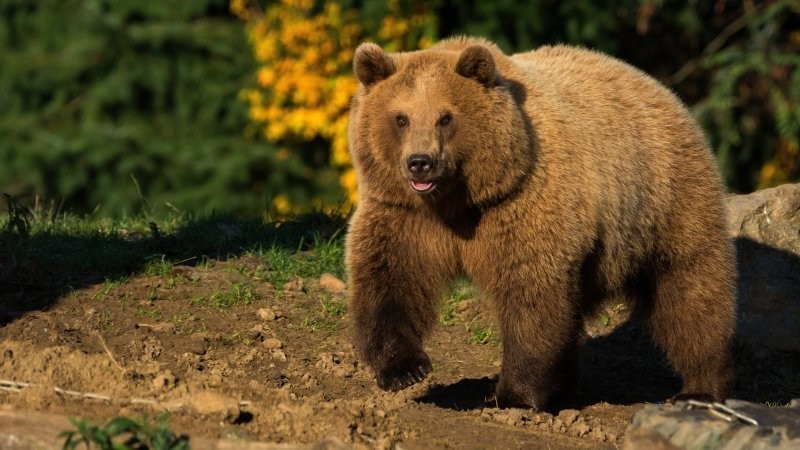 
        11 созданий, которые могут поразительно долго отказывать себе в пище    