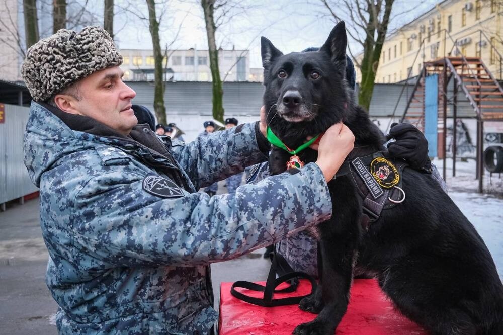 
        В Санкт-Петербурге служебную собаку впервые наградили медалью Росгвардии    