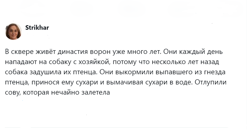 
        Эти удивительные вороны: пользователи поделились наблюдениями за нашими мудрыми пернатыми соседями    