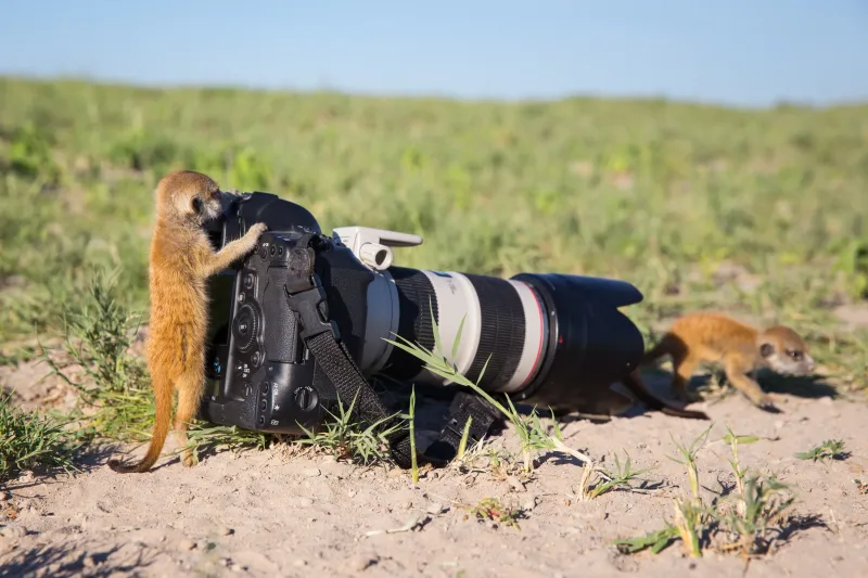 
        25+ удивительных созданий, которые искренне считают себя фотографами    