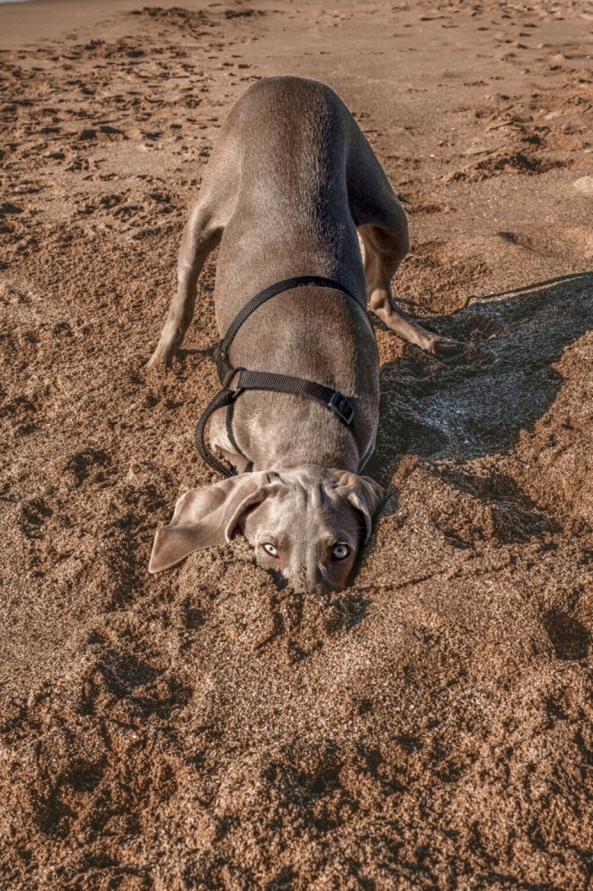 
        Comedy Pet Photography Awards-1    