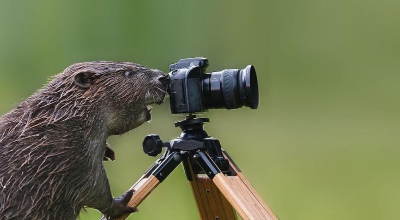 
        25+ удивительных созданий, которые искренне считают себя фотографами    