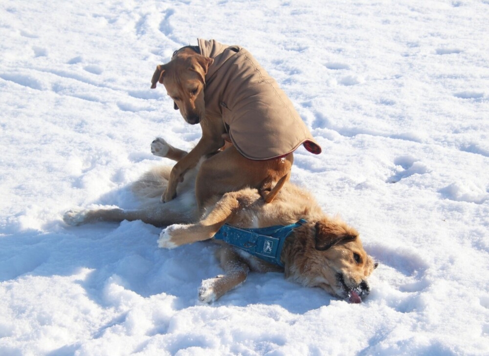 
        Comedy Pet Photography Awards-1    