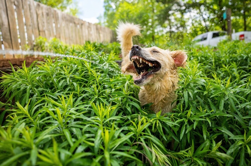 
        Comedy Pet Photography Awards-1    