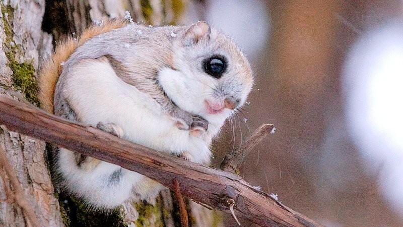 
        18 невероятно милых животных со всего света    