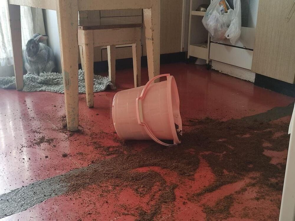 
        16 декоративных кроликов, которые решили показать всю свою вредность    