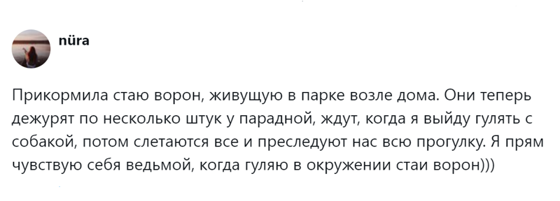 
        Эти удивительные вороны: пользователи поделились наблюдениями за нашими мудрыми пернатыми соседями    