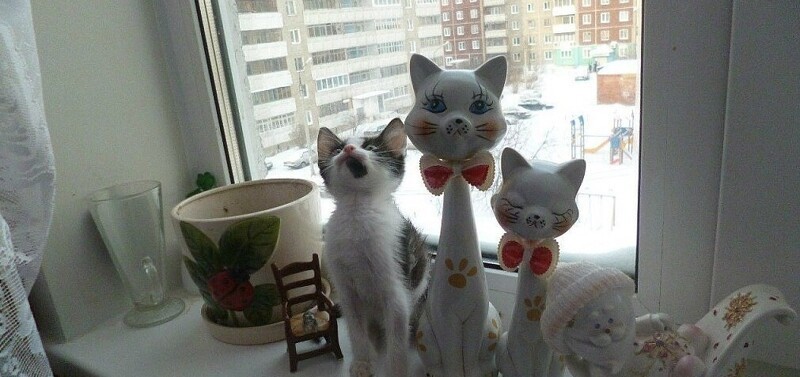 
        25 котеек, которые продемонстрировали виртуозное мастерство маскировки    