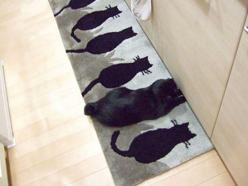 
        25 котеек, которые продемонстрировали виртуозное мастерство маскировки    