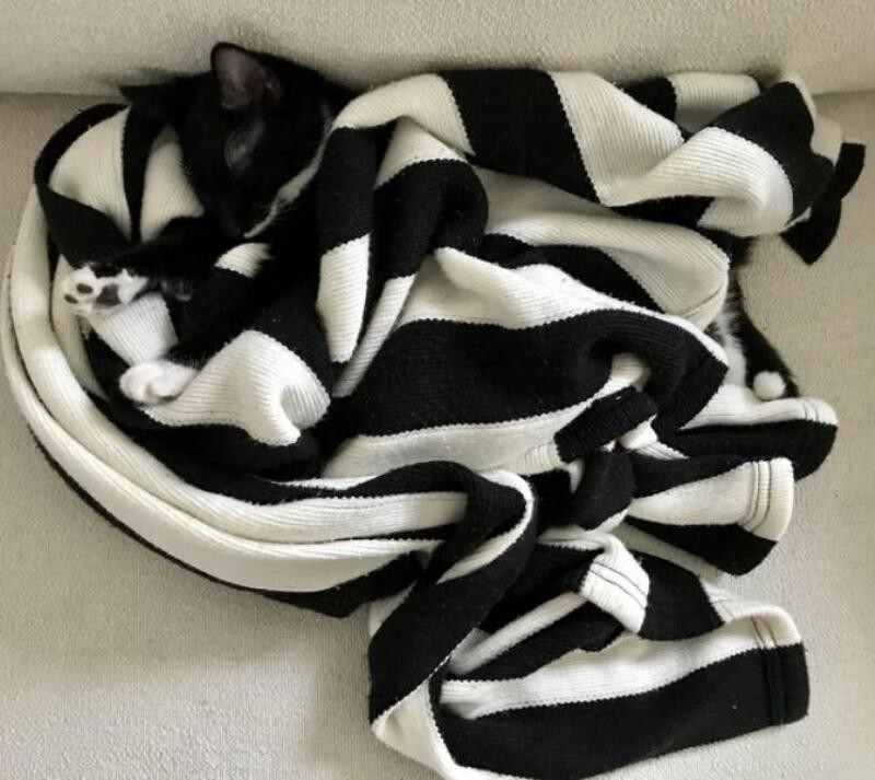
        25 котеек, которые продемонстрировали виртуозное мастерство маскировки    