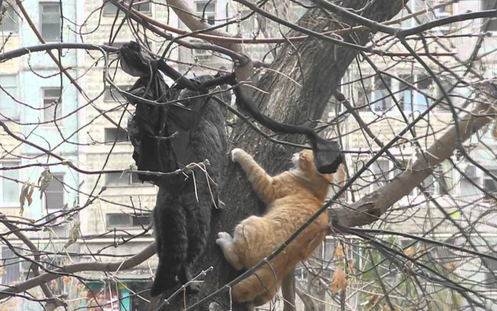 
        На что способны коты, чтобы добраться до кошек    