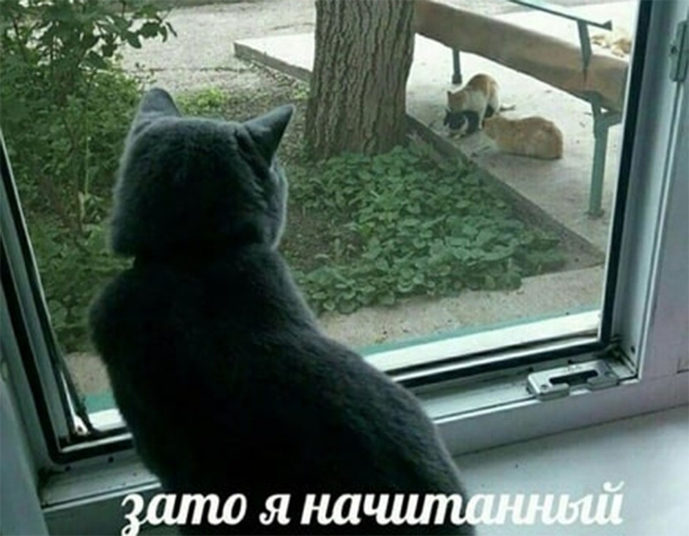 
        На что способны коты, чтобы добраться до кошек    
