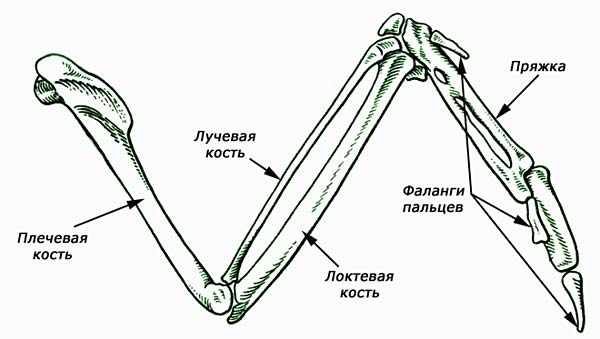 
        От 0 до 6: сколько пальцев у разных животных? Интересные мутации и формы    