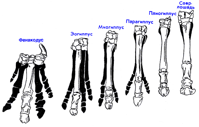 
        От 0 до 6: сколько пальцев у разных животных? Интересные мутации и формы    