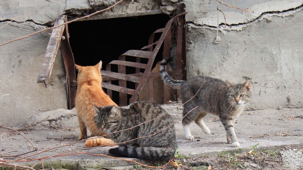 
        На что способны коты, чтобы добраться до кошек    