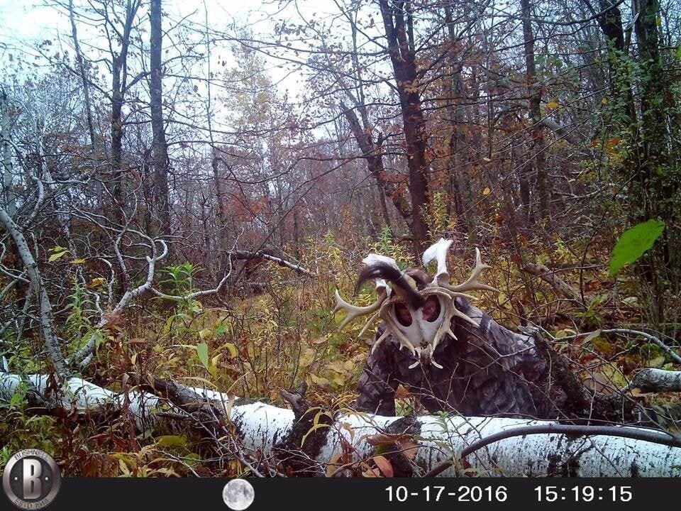 
        30 леденящих душу снимков с лесных фотоловушек    