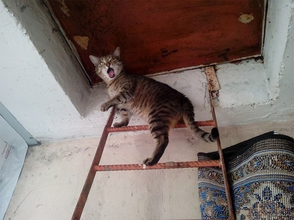 
        На что способны коты, чтобы добраться до кошек    
