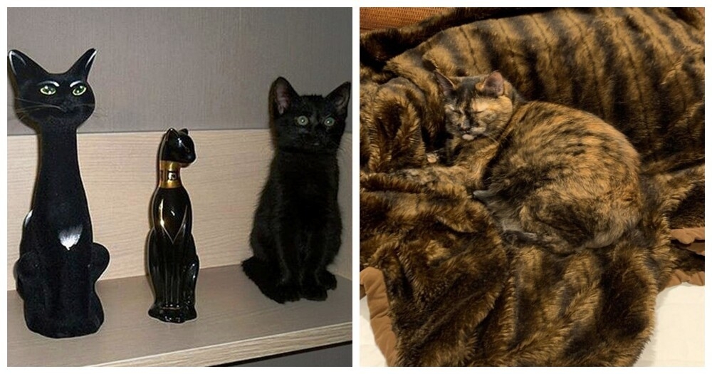 
        25 котеек, которые продемонстрировали виртуозное мастерство маскировки    