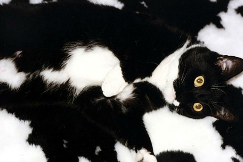 
        25 котеек, которые продемонстрировали виртуозное мастерство маскировки    
