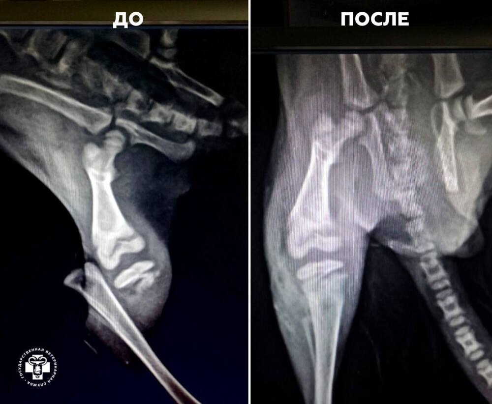 
        Ветеринары помогли шиншилле со сломанной лапой    