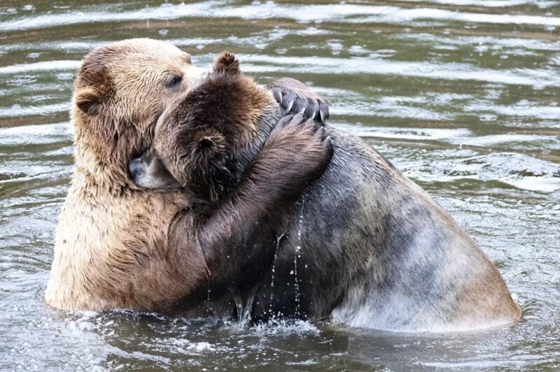 
        Смешное зверьё    