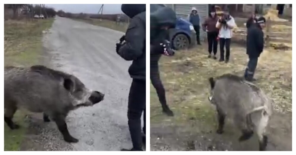 
        Кабаниха жаждет внимания    