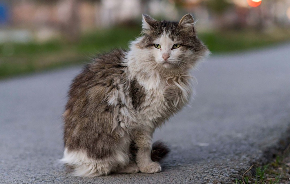 
        На что способны коты, чтобы добраться до кошек    