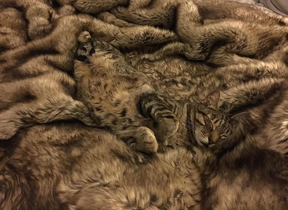 
        25 котеек, которые продемонстрировали виртуозное мастерство маскировки    