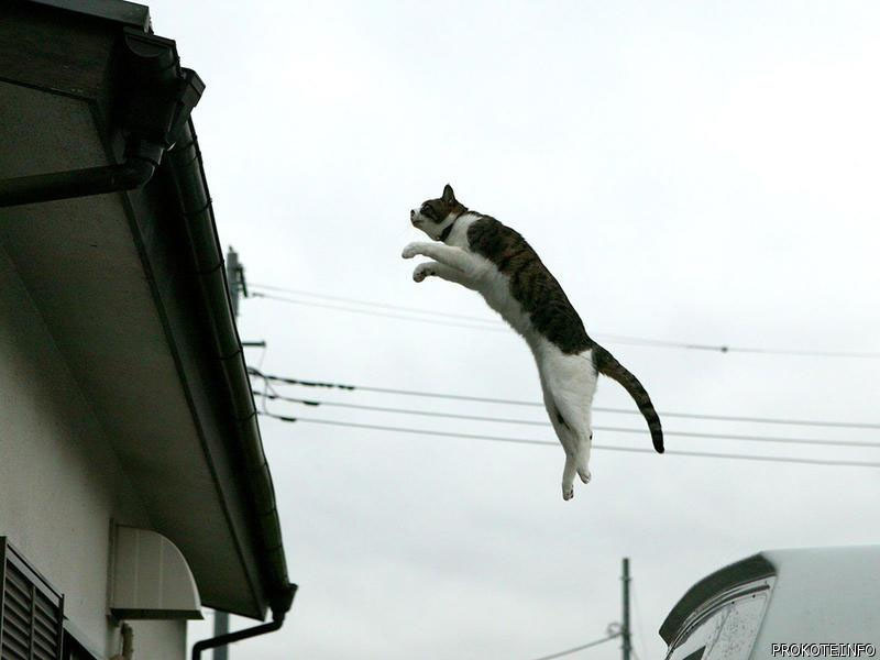 
        На что способны коты, чтобы добраться до кошек    