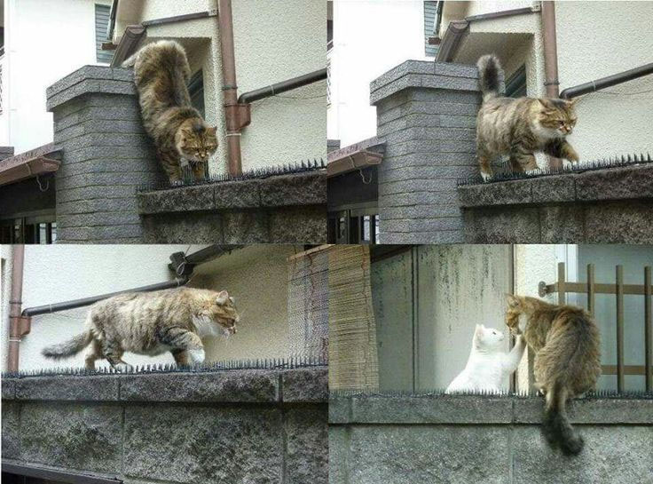
        На что способны коты, чтобы добраться до кошек    