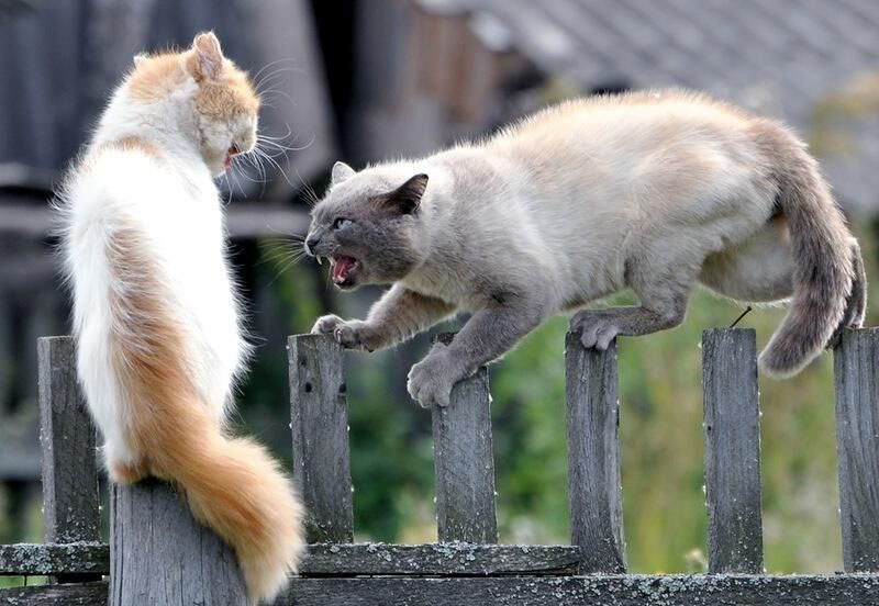 
        На что способны коты, чтобы добраться до кошек    