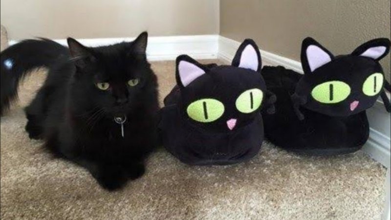 
        25 котеек, которые продемонстрировали виртуозное мастерство маскировки    