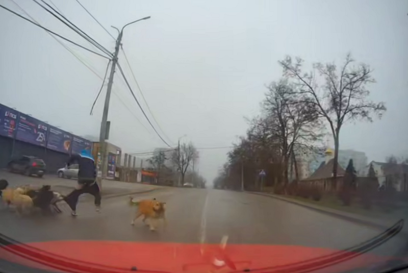 
        Бродячие собаки едва не оставили парня без штанов    