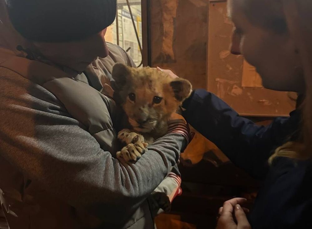 
        В Москве спасли трехмесячную львицу, которую пытались продать в интернете    