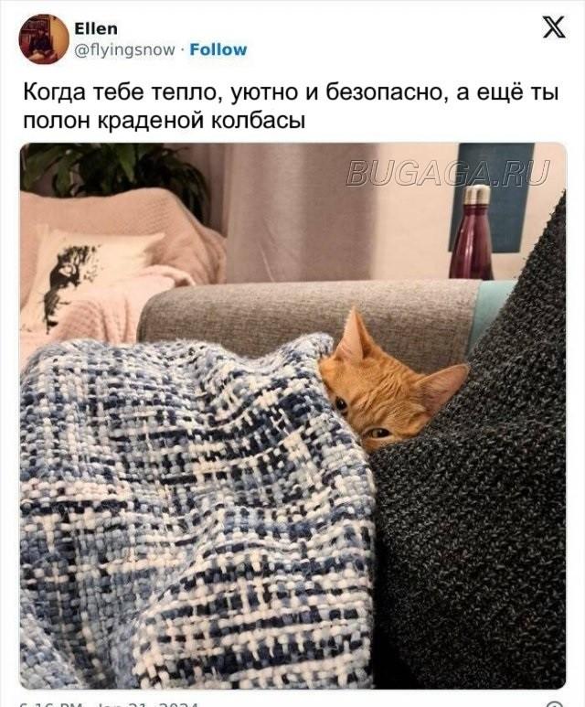 Прикольные КОТОмемы