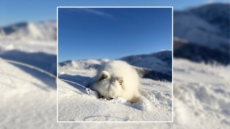 
        Самоед сладко спит в сугробе    