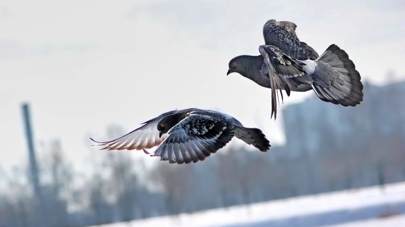 
        Одна птица разных городов    