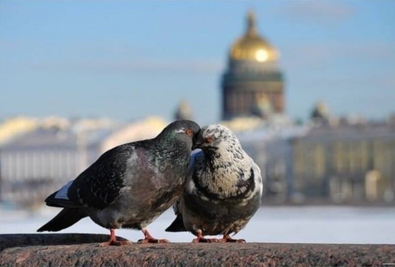 
        Одна птица разных городов    