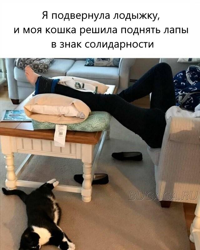 Прикольные КОТОмемы