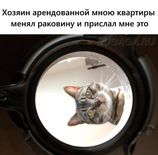 Прикольные КОТОмемы