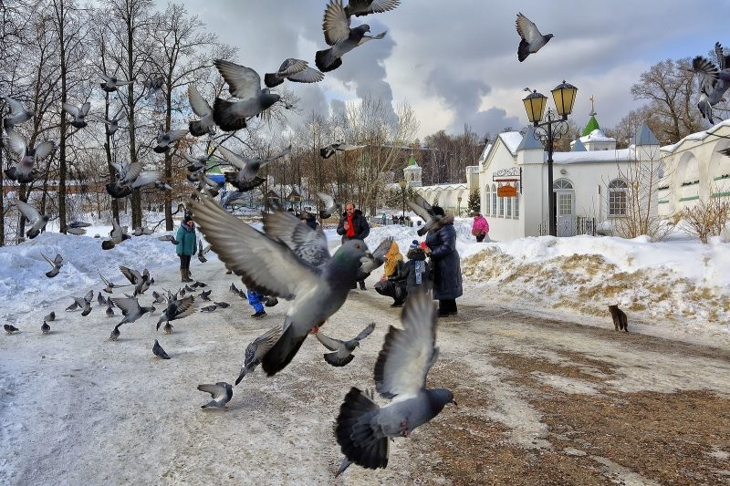 
        Одна птица разных городов    