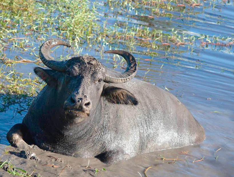 
        Арни: огромные дикие водяные коровы    