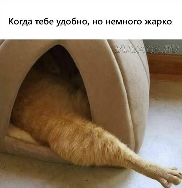 Прикольные КОТОмемы