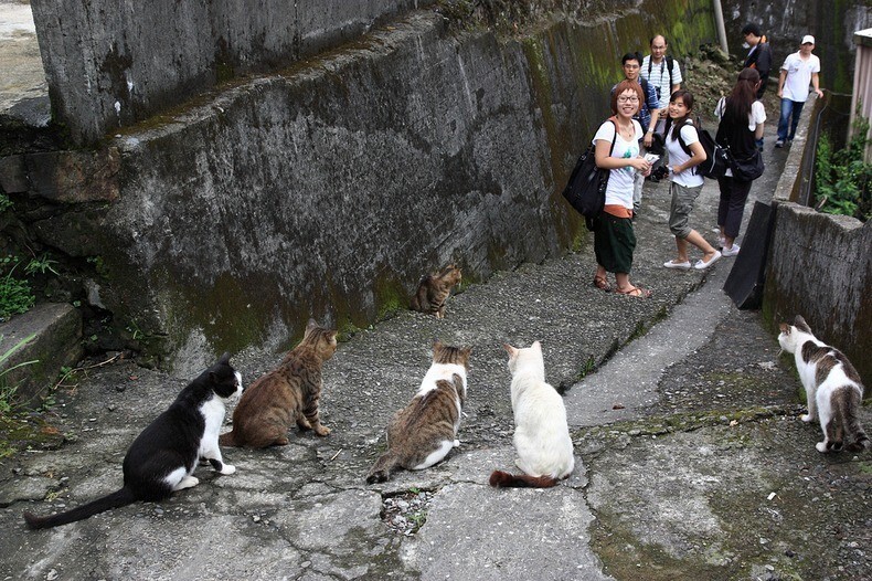 
        Кошачья деревня Хоутун    