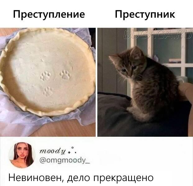 Прикольные КОТОмемы