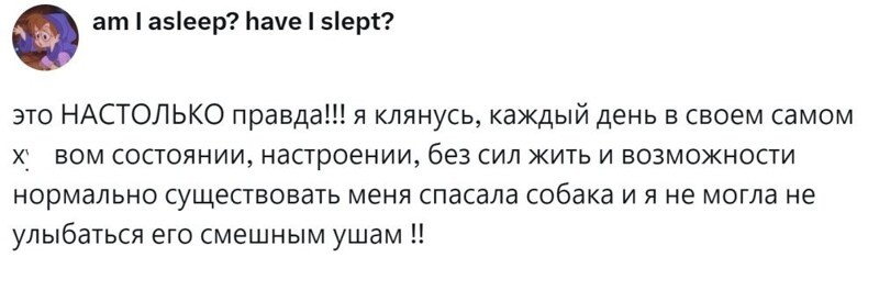 
        Радость дружбы и боль потери: пользователи обсудили плюсы и минусы собаки в семье    