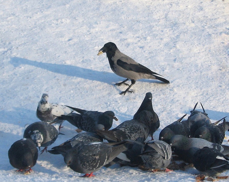 
        Одна птица разных городов    